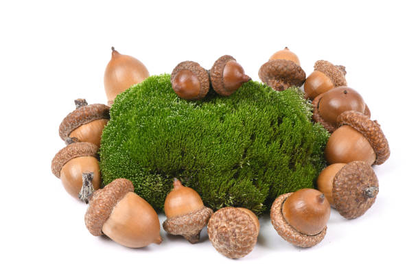 Acorn of an oak tree on a moss stone. Isolated on white background. High resolution photo. Full depth of field.