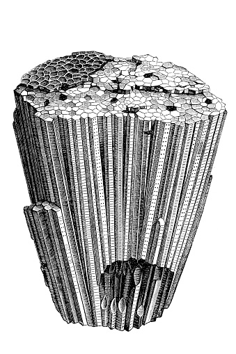 Illustration of a Favosites is an extinct genus of tabulate coral characterized by polygonal closely packed corallites (giving it the common name 