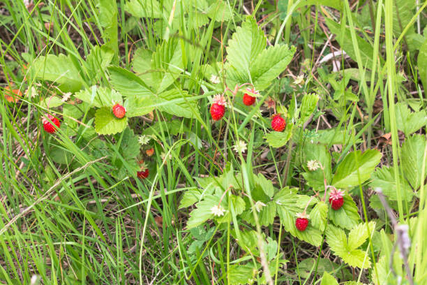istock The Strawberry in the Forest 1287624037