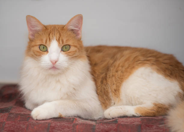 istock Cute domestic house cat relaxing at home 1287626911