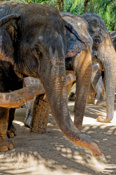 istock Elephants at Krabi Elephant House Sanctuary 1287627168