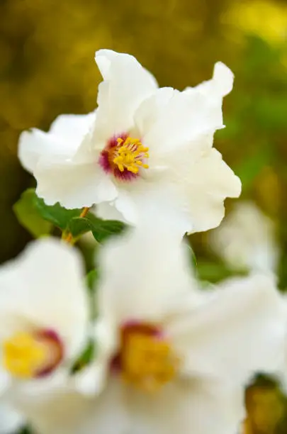 Photo of Philadelphus Purpureomaculatus - 'Belle Etoile' - mock orange