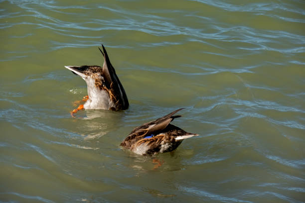 istock two ducks searching for food in the water 1287627800