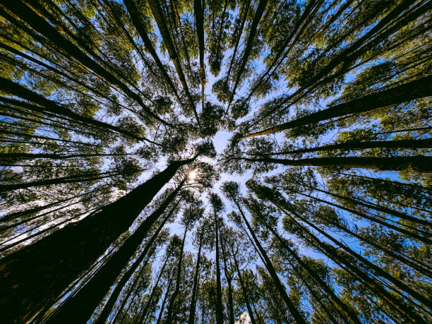 istock The Perspective of Nature 1287629117