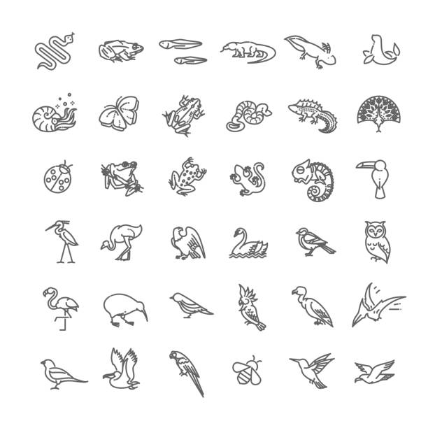 Line animals concepts, vector icons set Line animals concepts, Icons set amphibian illustrations stock illustrations