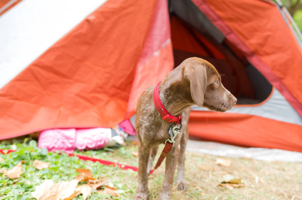 istock A pointer dog puppy in front of a tent during a camping day in autumn 1287632304