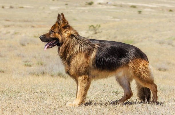 istock Dog Breeds German On A Walk Stands Looks Far 1287632318