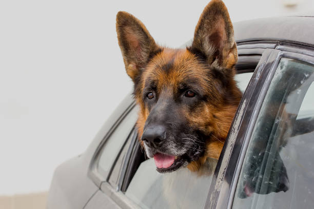 istock German shepherd dog looks out of the car window 1287632421