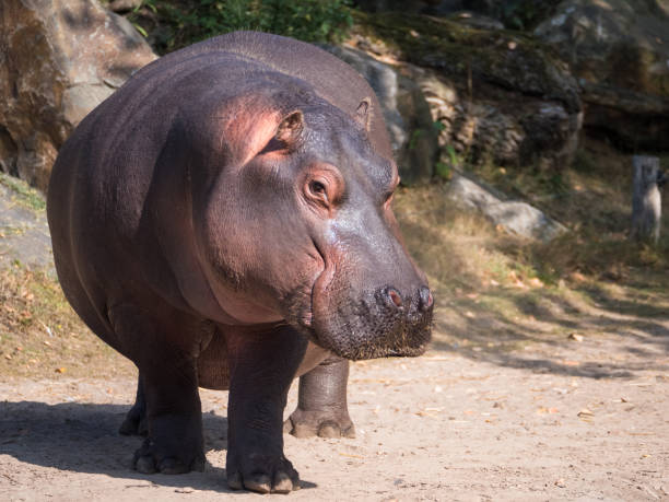 istock Front view of a mature giant hippo 1287633070