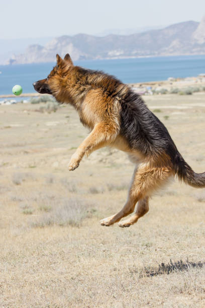 istock Dog Breeds German On A Walk Playing With A Ball 1287633143