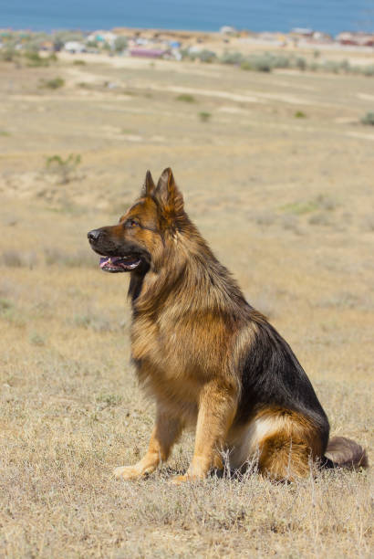 istock Dog Breed German Shepherd Walk Trains Sit 1287633173