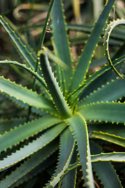 istock Aloe Vera plant detail 1287633662