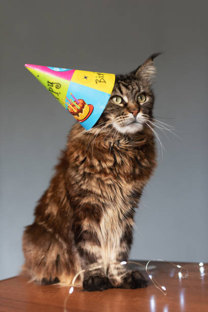 istock Cat in a birthday cap on a gray background 1287633969