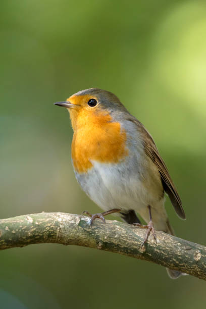 istock closeup of small Robin bird 1287634999