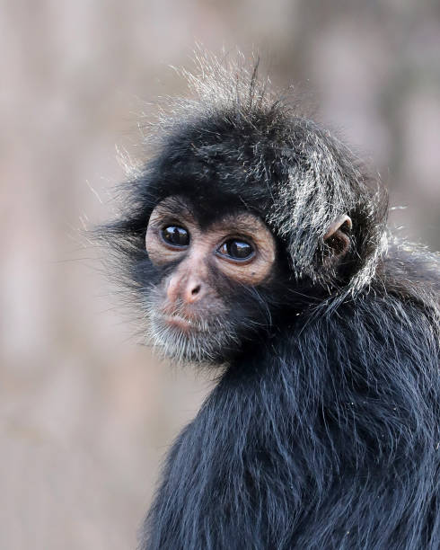 istock closeup portrait of Spider monkey 1287635036