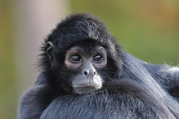 istock closeup portrait of Spider monkey 1287635057