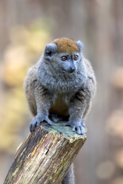 Lac Alaotra bamboo lemur (Hapalemur alaotrensis) stock photo
