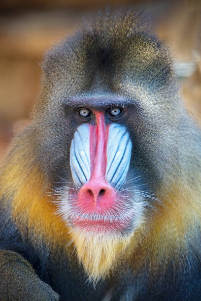 istock portrait of Mandrill male in wild 1287635122