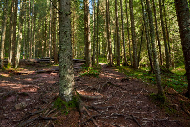 istock Pine forest in the autumn with a hiking trail 1287635178