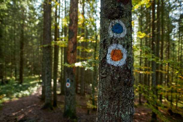 istock Pine forest in the autumn with a hiking trail 1287635210