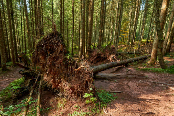 istock Pine forest in the autumn with a hiking trail 1287635218