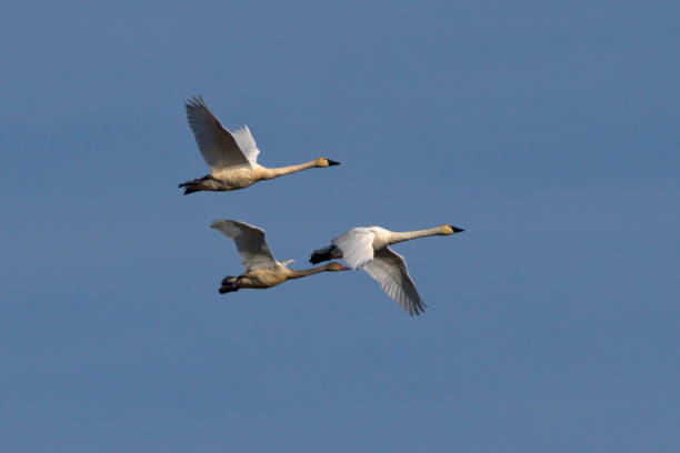 istock Flying Tundra Swan Famliy 1287635287