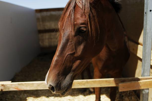 istock A brown horse in a brown barn. Close-up. 1287635463