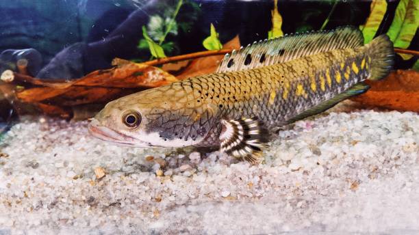 Pulchra: 'Fake' Dwarf Snakehead Cute predator fish. Fish of the family Channidae. It has a head very close to that of snakes which is native to Myanmar. giant snakehead stock pictures, royalty-free photos & images