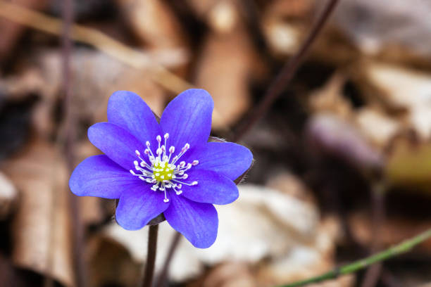 Liverwort purple wildflower growing in spring forest Purple small Hepatica flower. Liverwort violet wildflower growing in spring forest anemoneae stock pictures, royalty-free photos & images