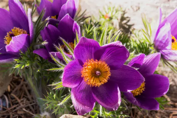 Pasque Flower Pulsatilla vulgaris in Garden Close-up