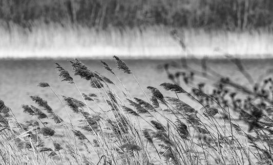 Toned image of reeds on a river bank for use as a textured background. Image taken at Fen Drayton wetland nature reserve, Cambridgeshire.