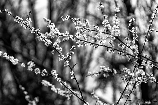 Blackthorn bush in flower taken at Fen Drayton nature reserve.