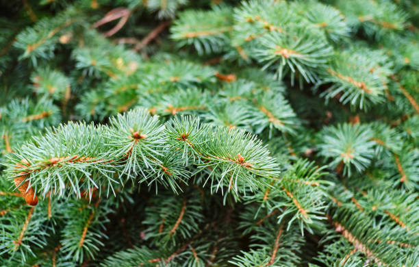 istock green fir tree branch 1287638827