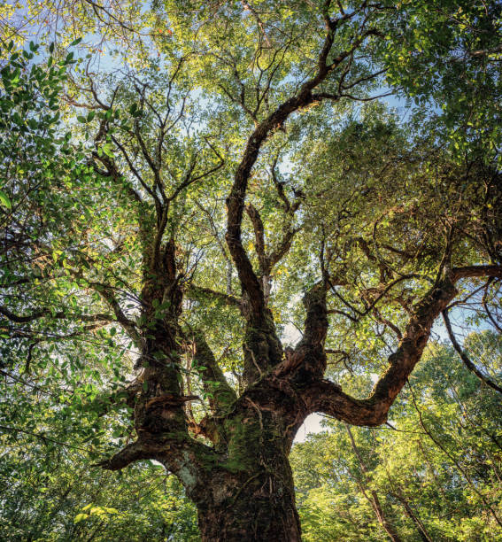 istock Big green tree with branch and sunlight in rain forest at national park 1287639701