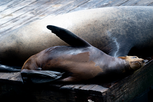 Young sea lion and mother