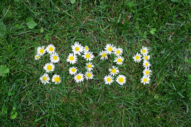 new year 2021 made of daisy flowers on the grass - 0 1 year imagens e fotografias de stock