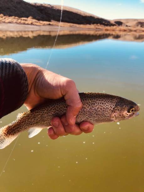 istock Brown Trout on a Lake 1287641629