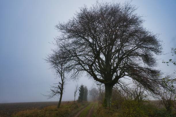 istock autumn landscape in the fog 1287641946