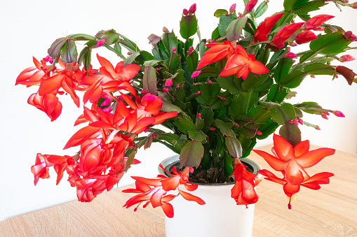 Vibrant red flowers of Christmas cactus (Schlumbergera).