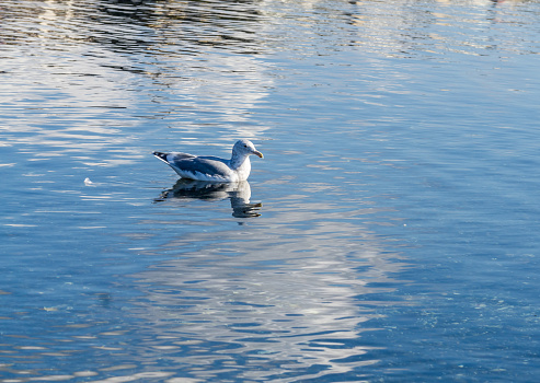 A seagull floats on smooth water in Des Moines, Washington.