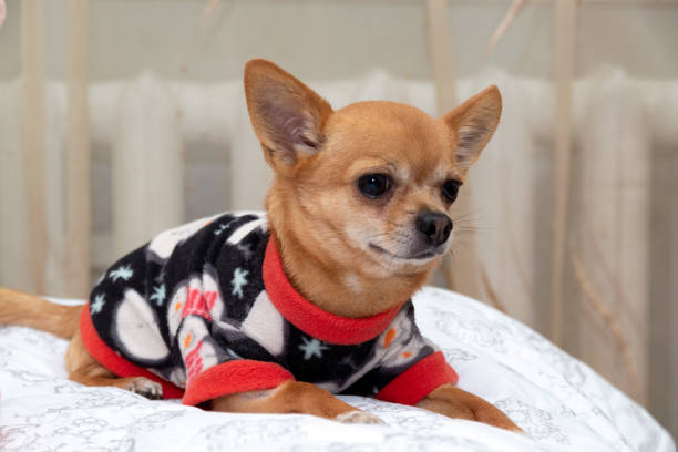 istock A chihuahua dog in a suit is lying on the sofa. 1287642805
