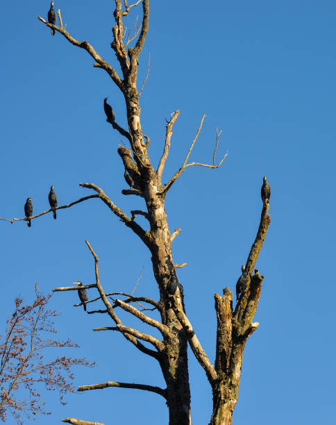 istock Cormorants on dry tree at Plitvice Lakes National Park 1287642917