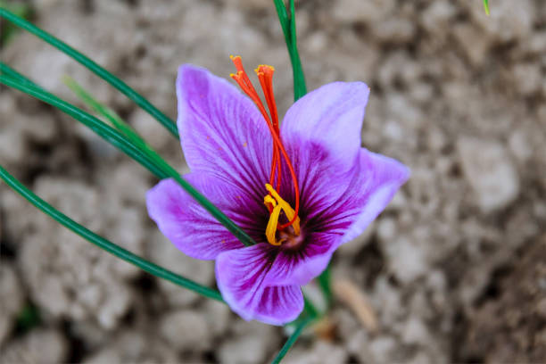 safran blüht während der blüte auf einem safranfeld. - flower spring field nature stock-fotos und bilder