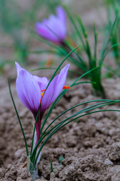 safran blüht während der blüte auf einem safranfeld. - flower spring field nature stock-fotos und bilder