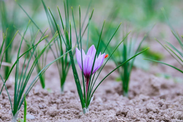 safran blüht während der blüte auf einem safranfeld. - flower spring field nature stock-fotos und bilder