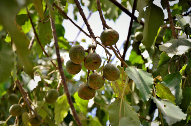 istock The fruits of Moluccan Aleurites 1287643403