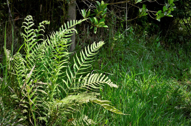 istock Beautiful Thelypteris species growing in the woods 1287643997