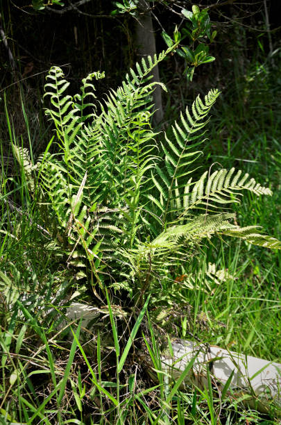 istock Thelypteris species growing in the woods 1287644114