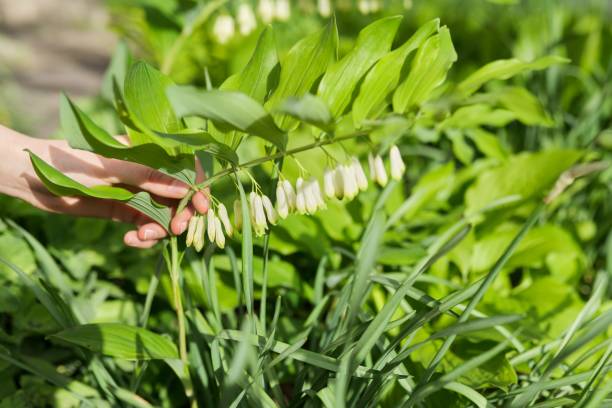 istock Green spring background, woman's hand with flowers in spring garden 1287644782
