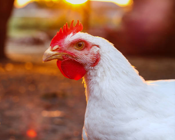 istock Portrait of a live white chicken at sunset. 1287645741